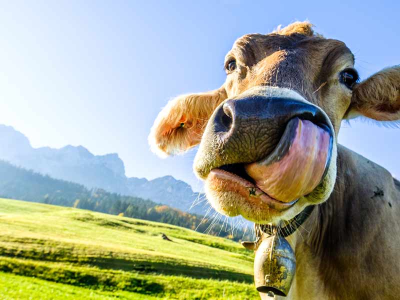 Cheesy Historic Facts About Cheese-Making and Cheese Eating
